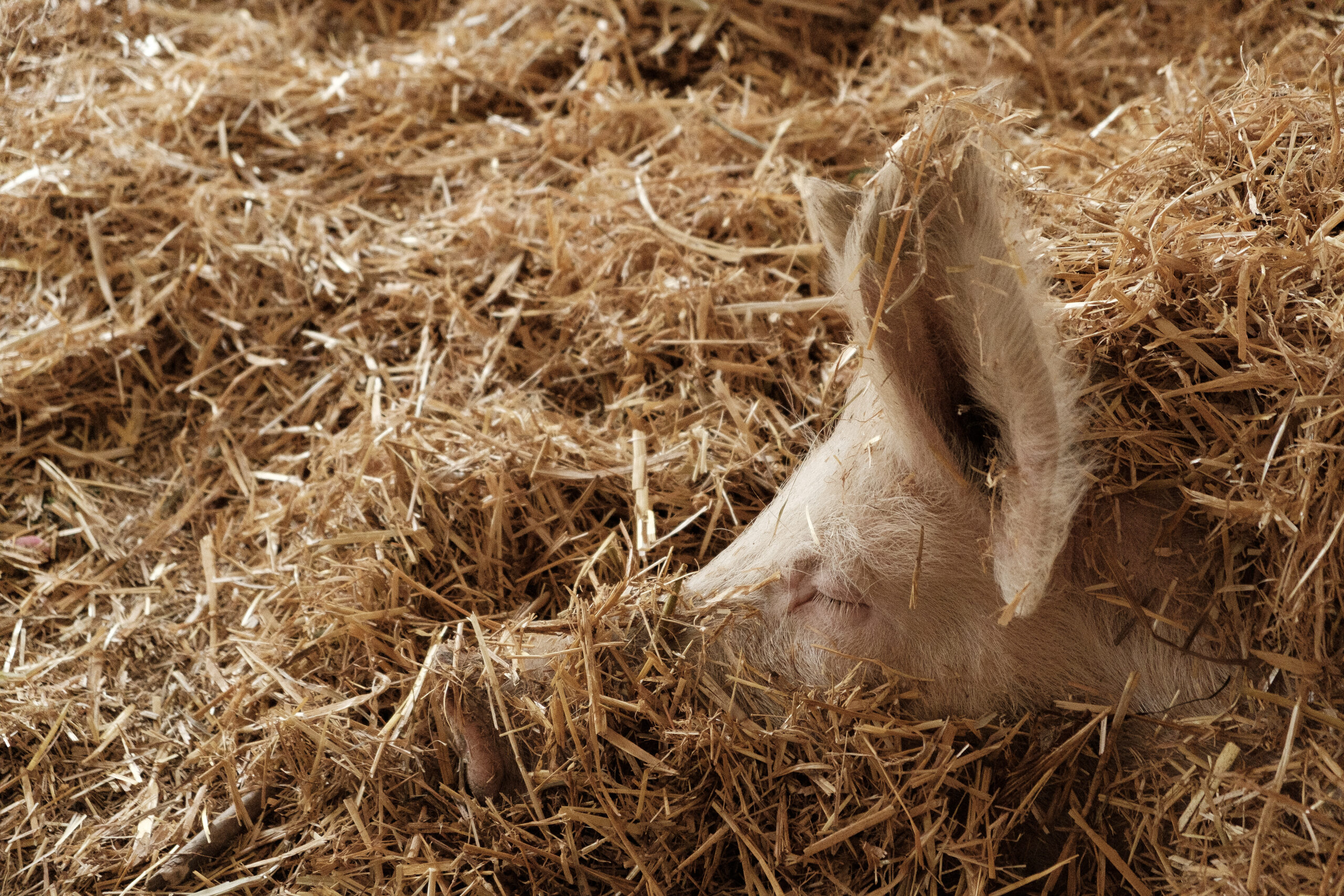 Schweine, die schönen!